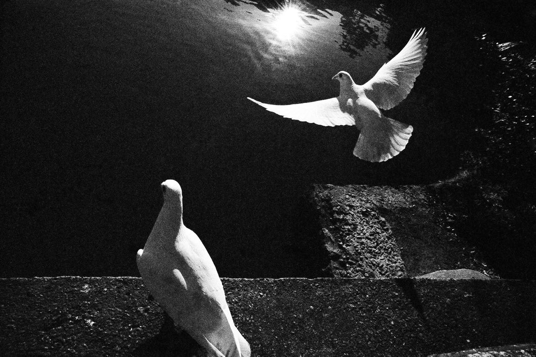 Two White Doves Fine Art Photo Print 16 X 20